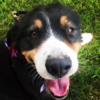 Picture of Ms. Revoir's Bernese Mountain dog named Chloe